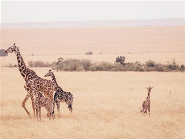 Kenya family small group holiday