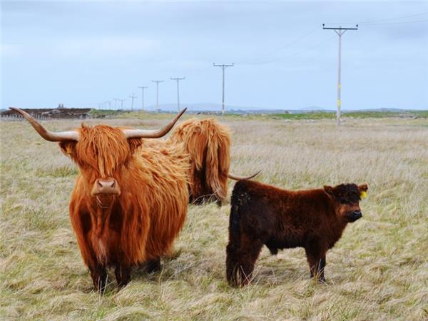 Western Isles small group walking holiday, Scotland