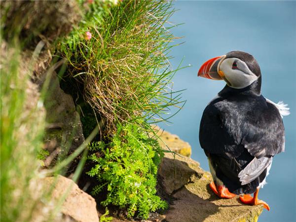 Iceland summer small group holiday