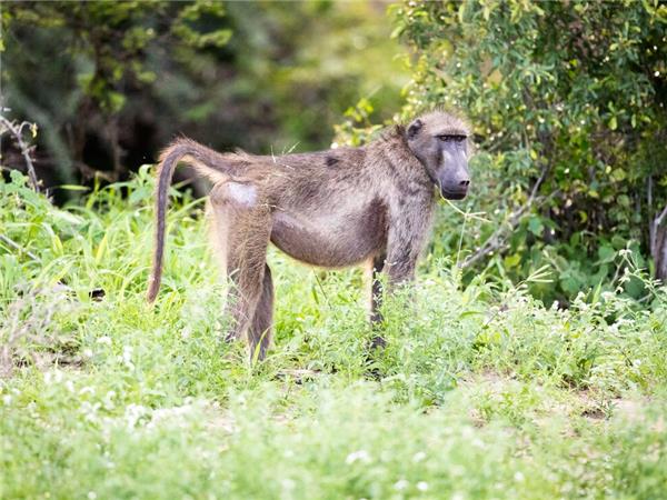 Kruger & coast holiday in South Africa