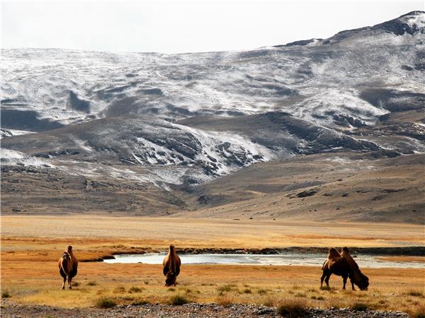 Wild Mongolia & Golden Eagle Festival holiday