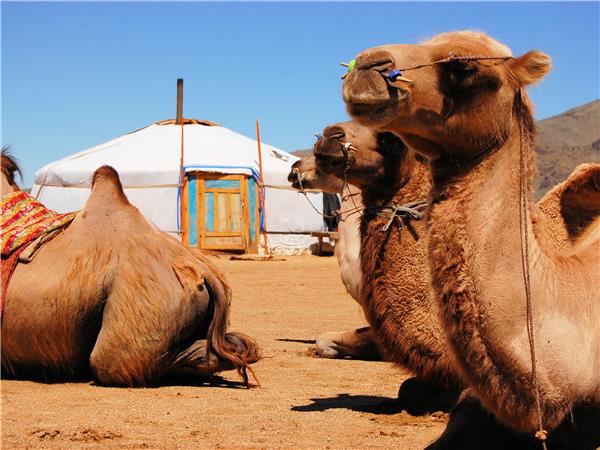Gobi Desert explorer tour in Mongolia