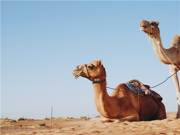 Oman to Georgia tour, Persian Caravan
