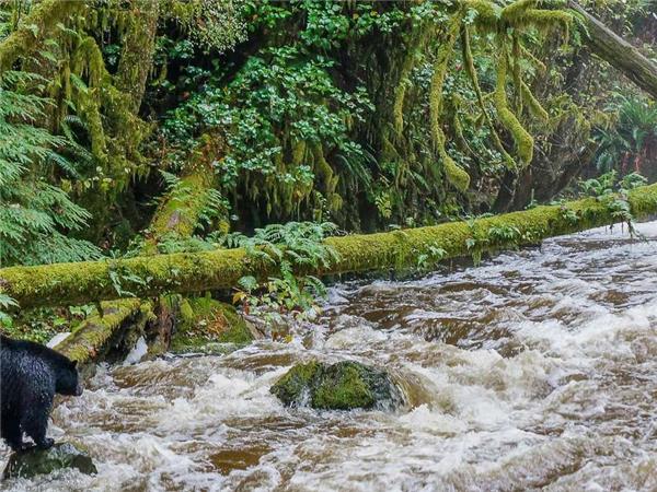 Canadian rockies & Vancouver Island holiday