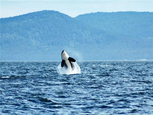Canadian rockies & Vancouver Island holiday