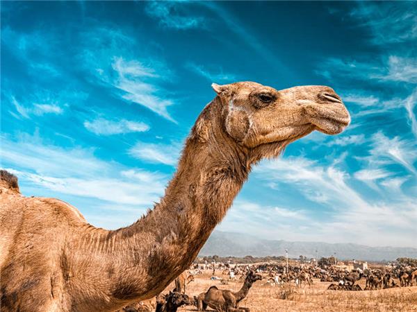 Northern India culture and wildlife holiday