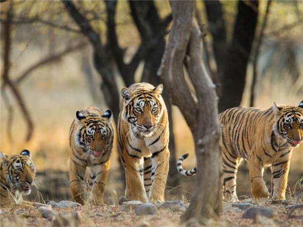 Northern India culture and wildlife holiday
