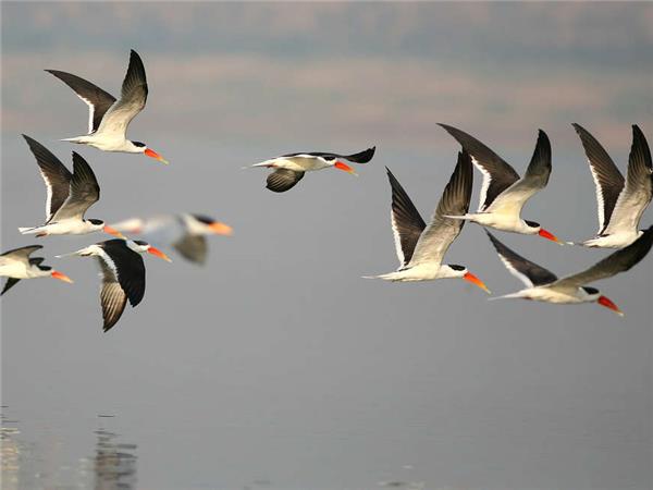 Northern India culture and wildlife holiday
