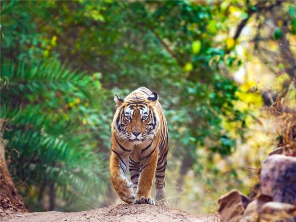 Family Taj Mahal and Tigers holiday