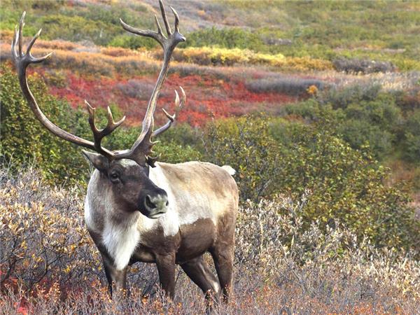 Alaska adventure holiday