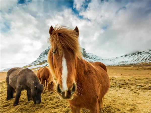 Camping in Iceland holiday for 18-29s