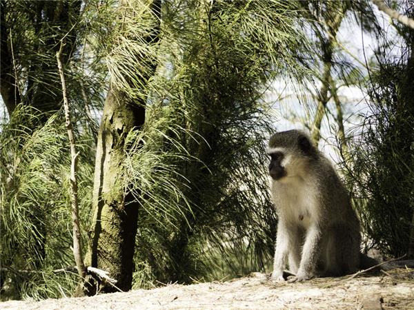 South Africa and Swaziland safari holiday