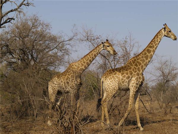 South Africa and Swaziland safari holiday