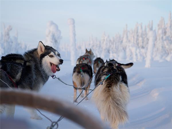 Finland winter activity holiday & Northern Lights