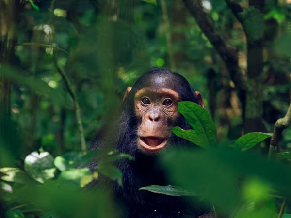 Gorilla and Chimp safari in Uganda