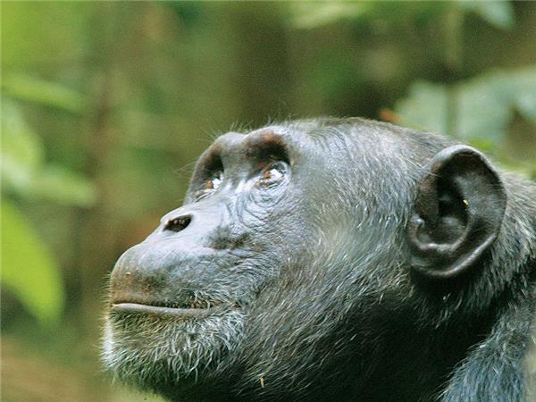 Gorilla and Chimp safari in Uganda