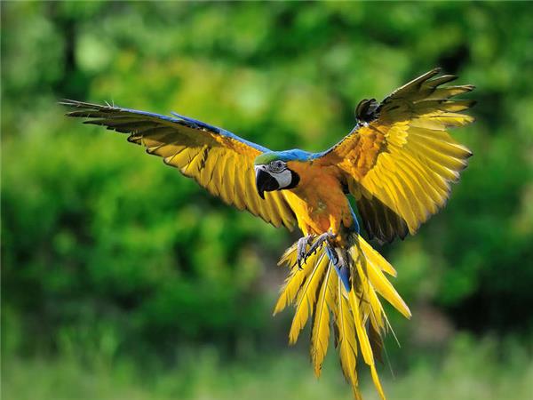 Brazilian Amazon by boat holiday