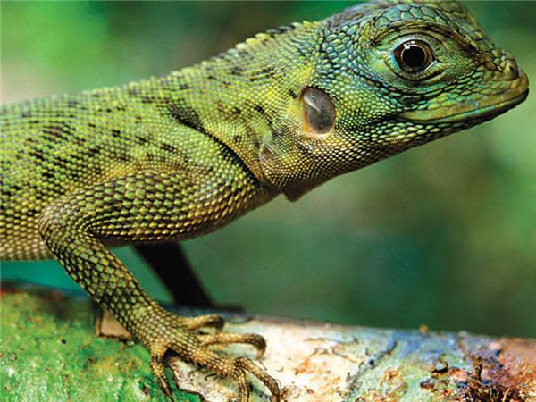 Guyana and Suriname holiday