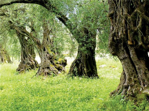 Walking the Corfu trail North holiday
