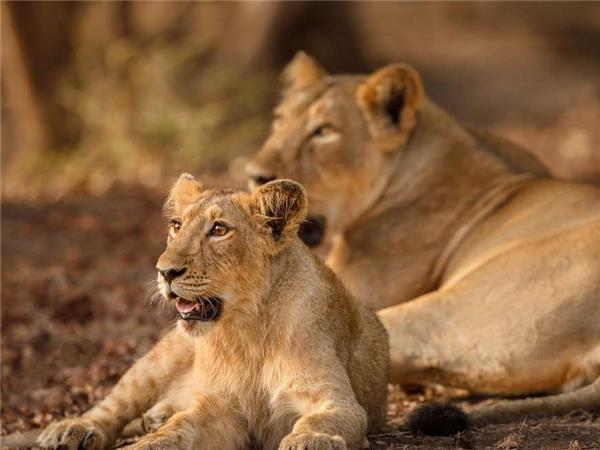 Gujarat tour, tribes and wildlife, India