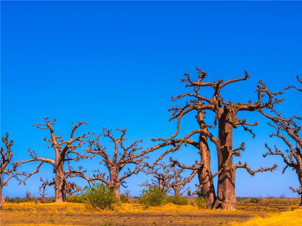 Senegal and Gambia river cruise holiday