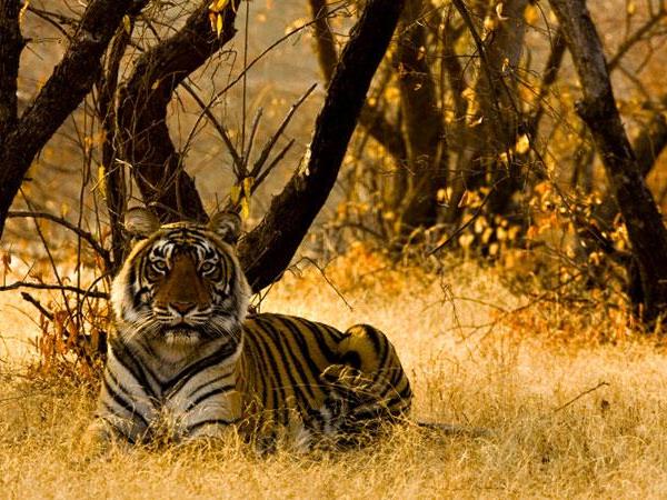 Rajasthan culture and wildlife tour