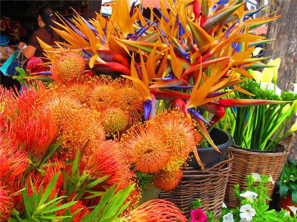 Madeira island holiday