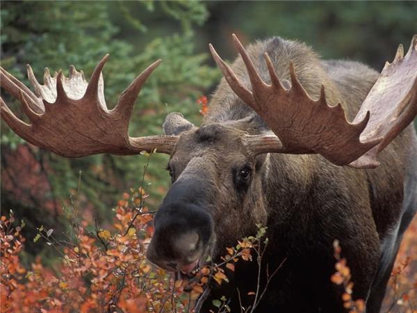 Outdoor Alaska holiday