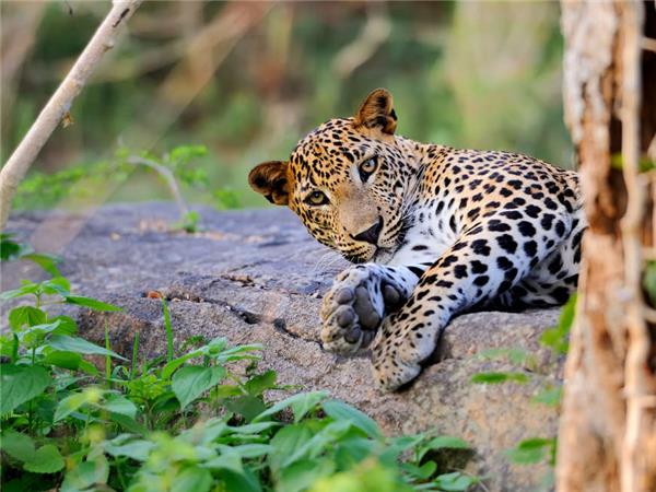 Family highlights of Sri Lanka holiday