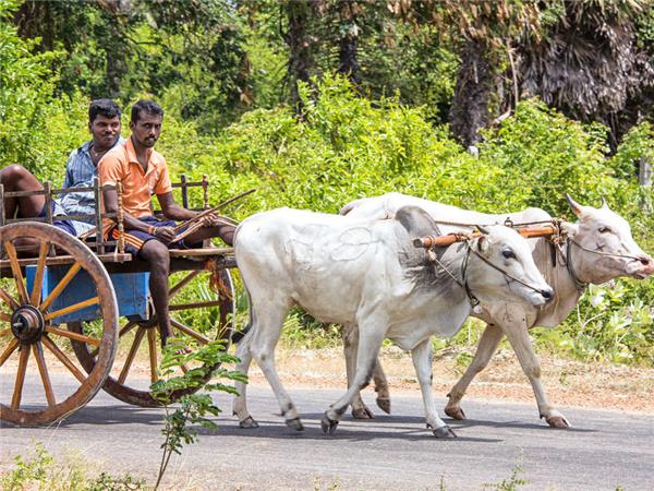 Family highlights of Sri Lanka holiday