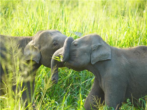 Small group holiday to Sri Lanka