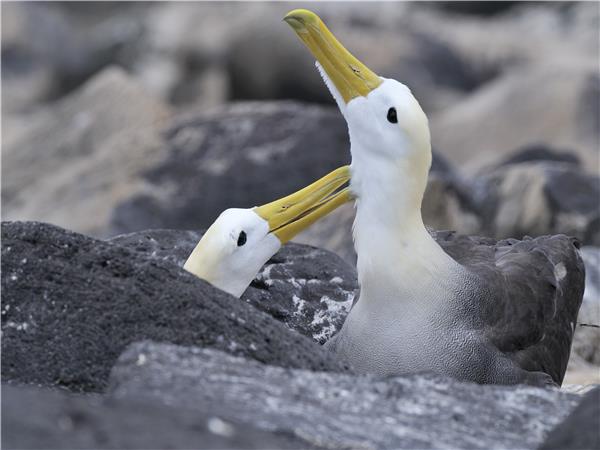 Galapagos holidays, Ecuador