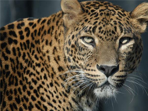 Active Sri Lanka holiday