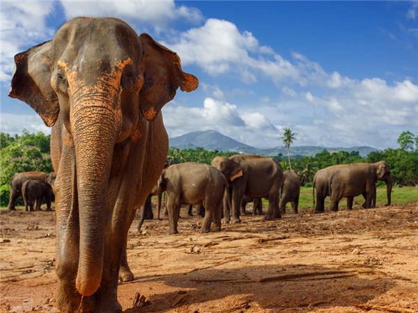 Active Sri Lanka holiday