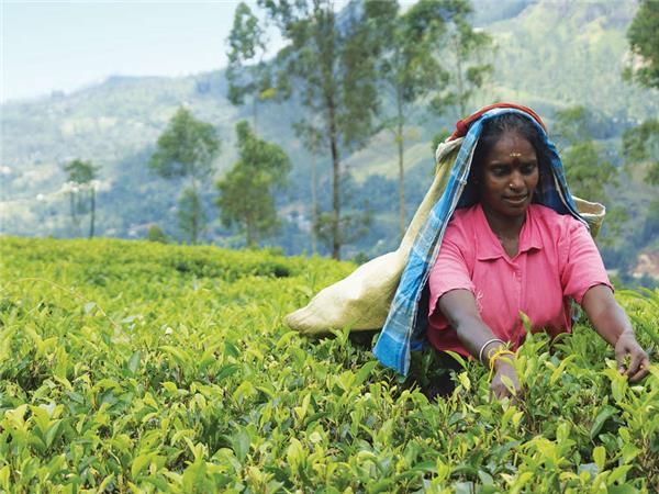 Active Sri Lanka holiday