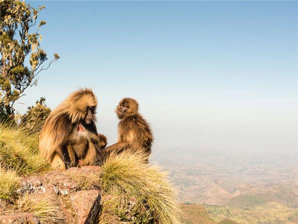 Trekking holiday in the Simien Mountains, Ethiopia