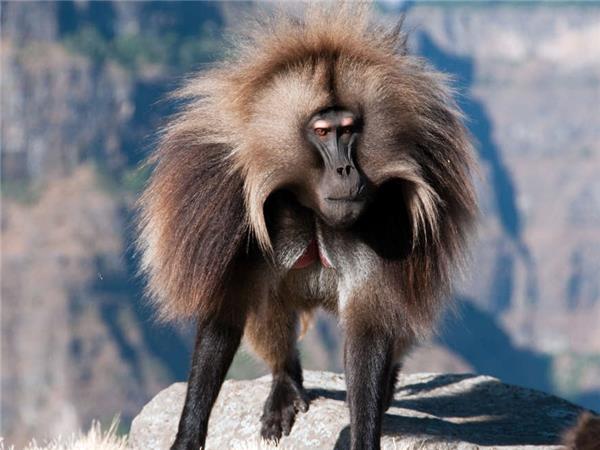 Trekking holiday in the Simien Mountains, Ethiopia
