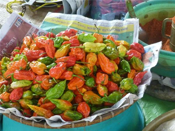 Highlights of Assam and Nagaland holiday