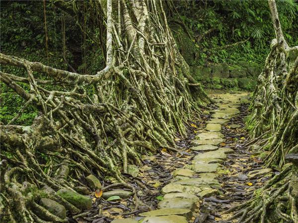 Highlights of Assam and Nagaland holiday