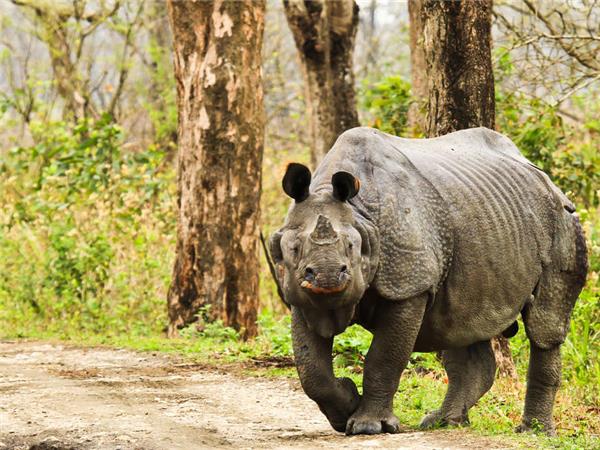 Highlights of Assam and Nagaland holiday