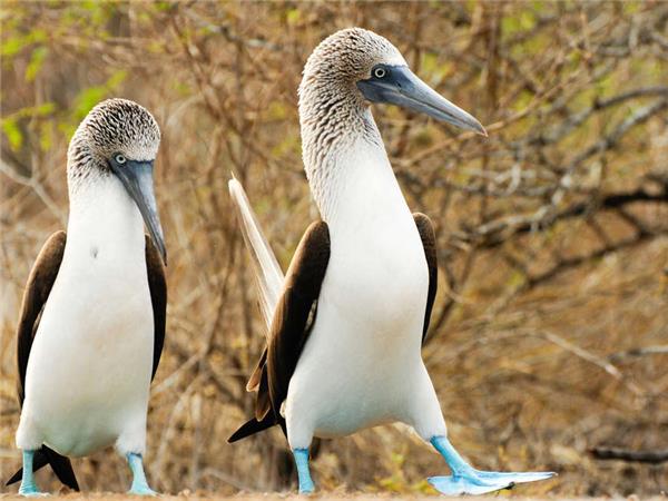 Small group holiday to Machu Picchu and Galapagos