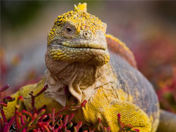 Small group holiday to Machu Picchu and Galapagos
