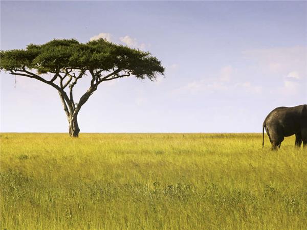 Tanzania wildlife holiday, Serengeti safari
