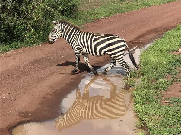 Tanzania wildlife holiday, Serengeti safari