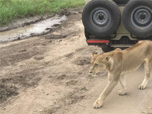 Tanzania wildlife holiday, Serengeti safari