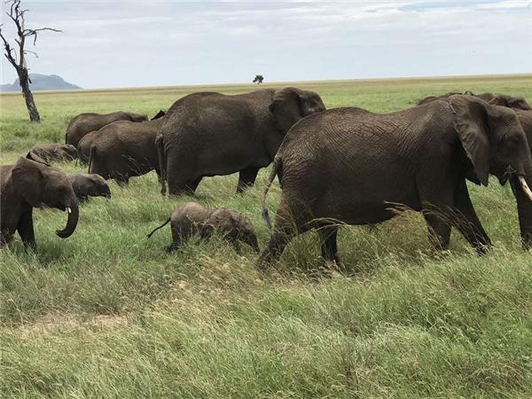 Tanzania wildlife holiday, Serengeti safari