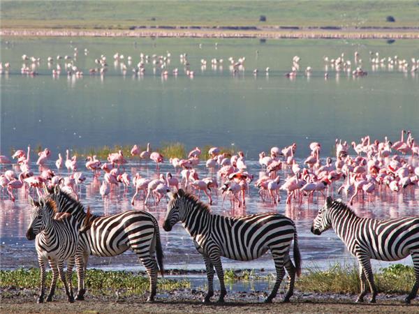 Tanzania wildlife holiday, Serengeti safari