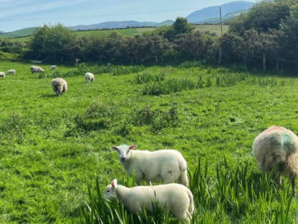 Ring of Kerry walking holiday in Ireland