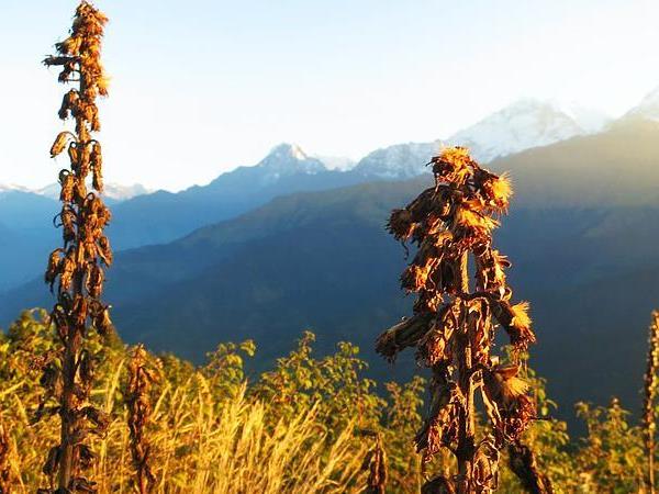 Annapurna Sanctuary group trekking tour