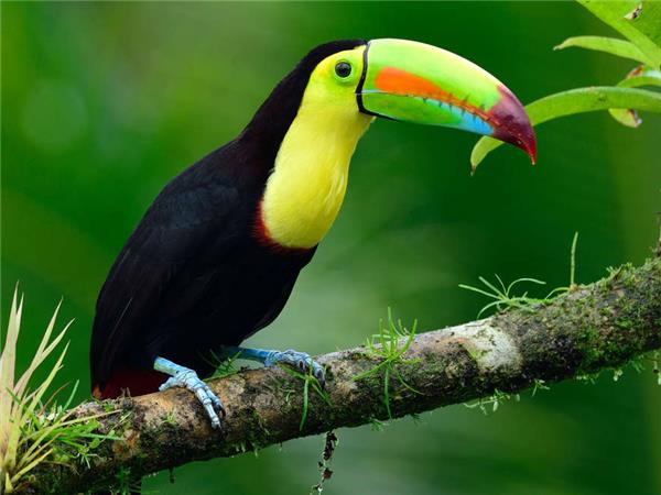 Costa Rica cycling tour